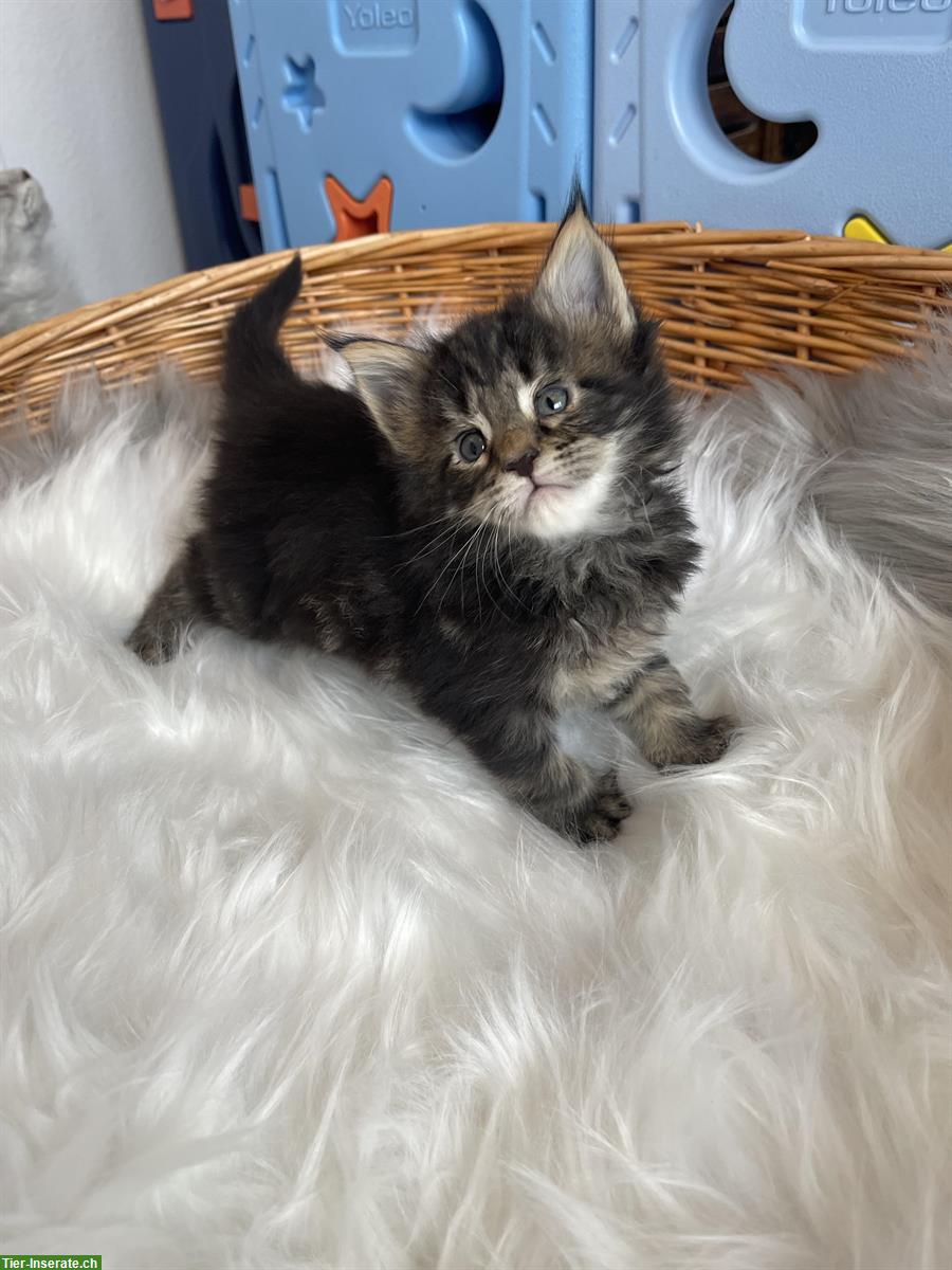 Bild 3: Maine Coon Katerli suchen ihr Traumzuhause