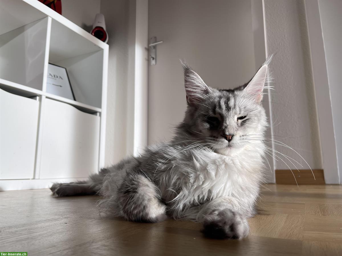 Bild 9: Maine Coon Katerli suchen ihr Traumzuhause