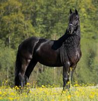 Reitbeteiligung für junge und liebe Friesenstute im Aargau