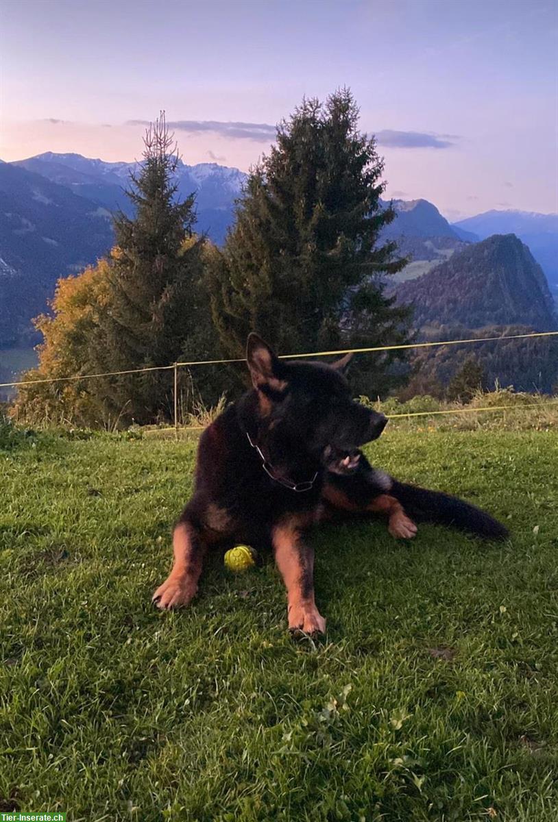 Deutscher Schäferhund «Tschibo» sucht ein neues Zuhause