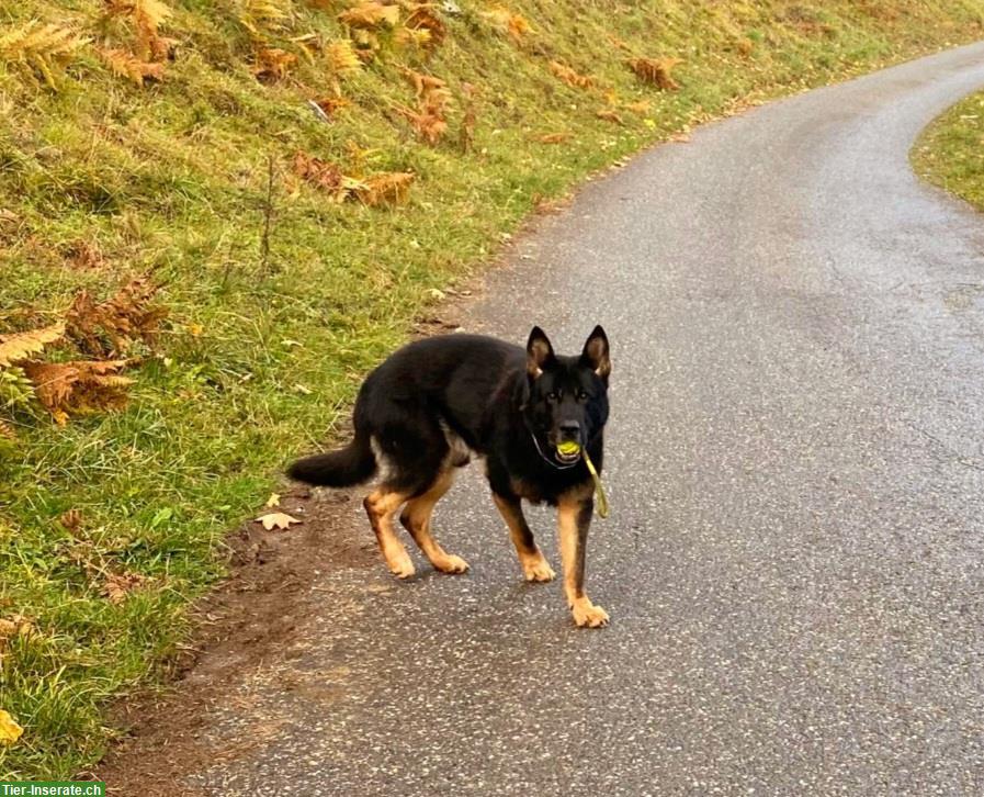 Bild 2: Deutscher Schäferhund «Tschibo» sucht ein neues Zuhause