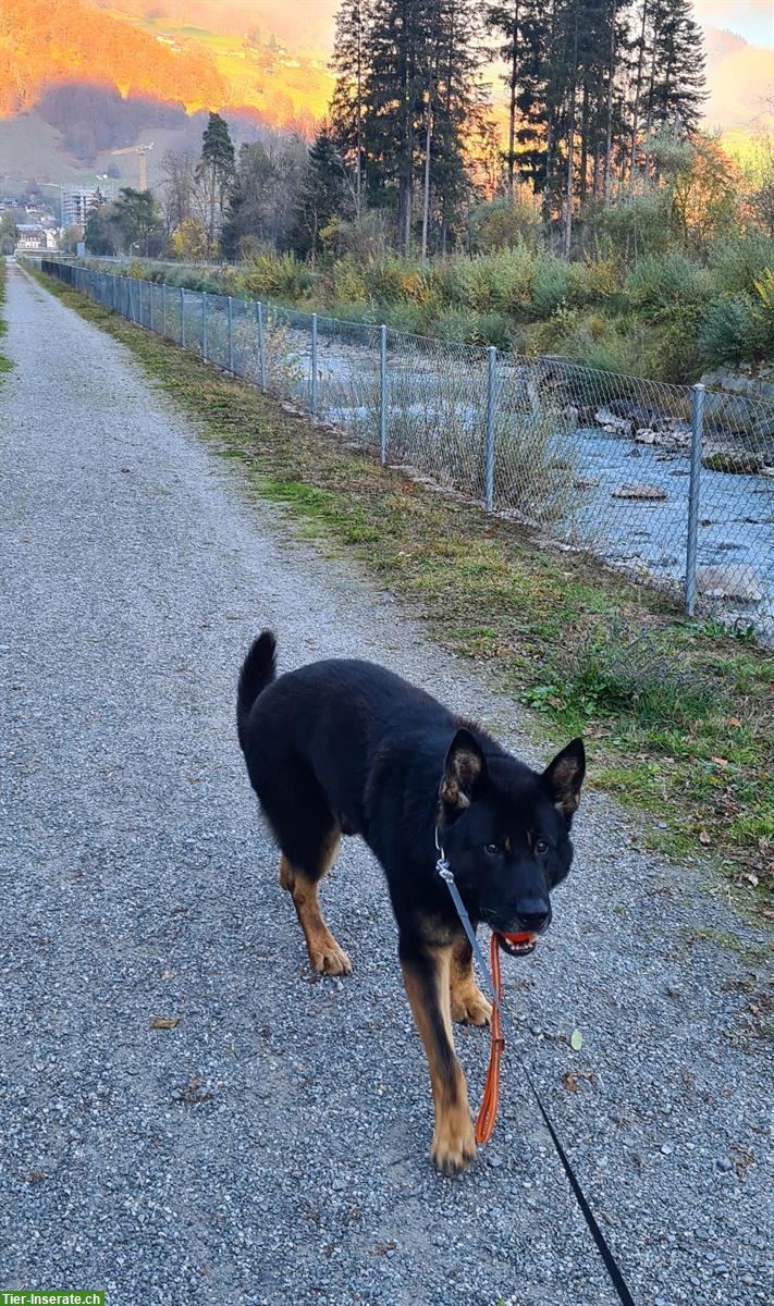 Bild 3: Deutscher Schäferhund «Tschibo» sucht ein neues Zuhause