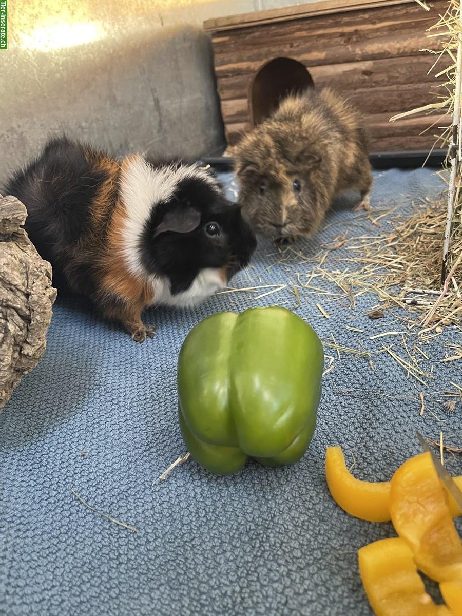 Meerschweinchen Paar sucht neues Zuhause