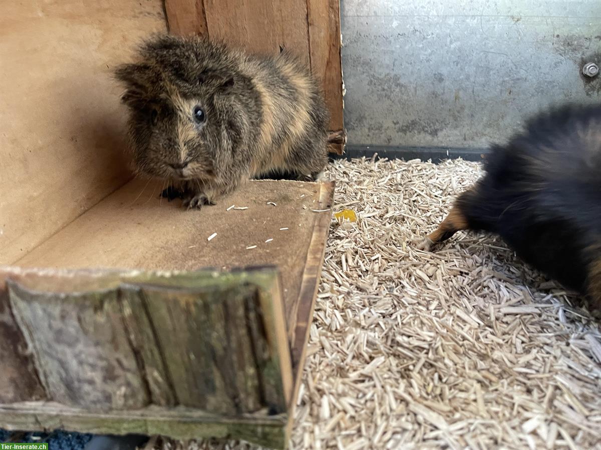 Bild 3: Meerschweinchen Paar sucht neues Zuhause