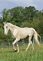 Tennessee Walking Horse Wallach