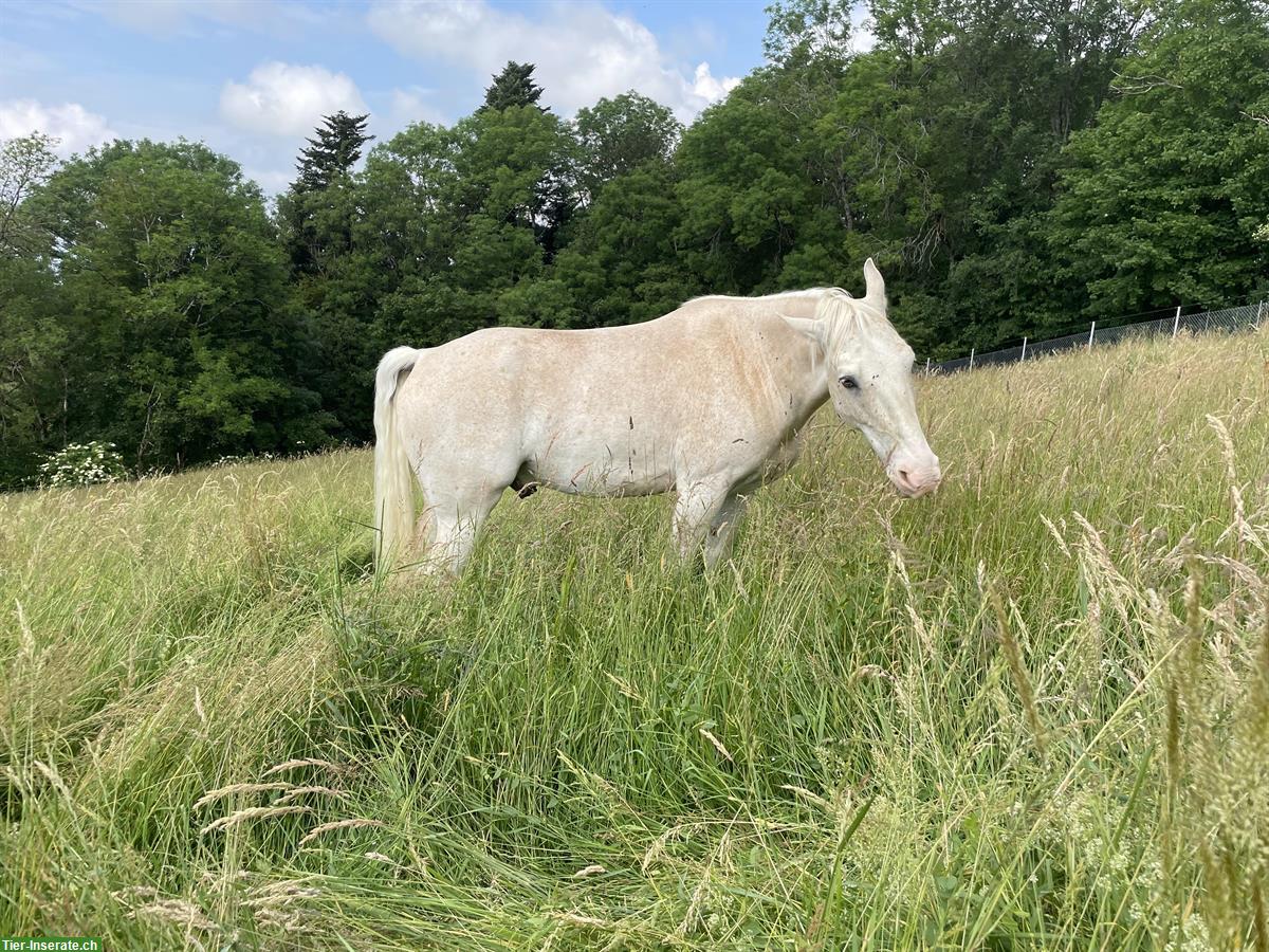 Bild 3: Tennessee Walking Horse Wallach