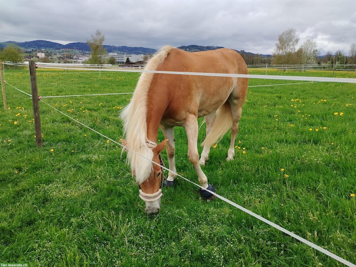 Bild 2: Biete Reitbeteiligung mit Springmöglichkeit, Oberbüren SG