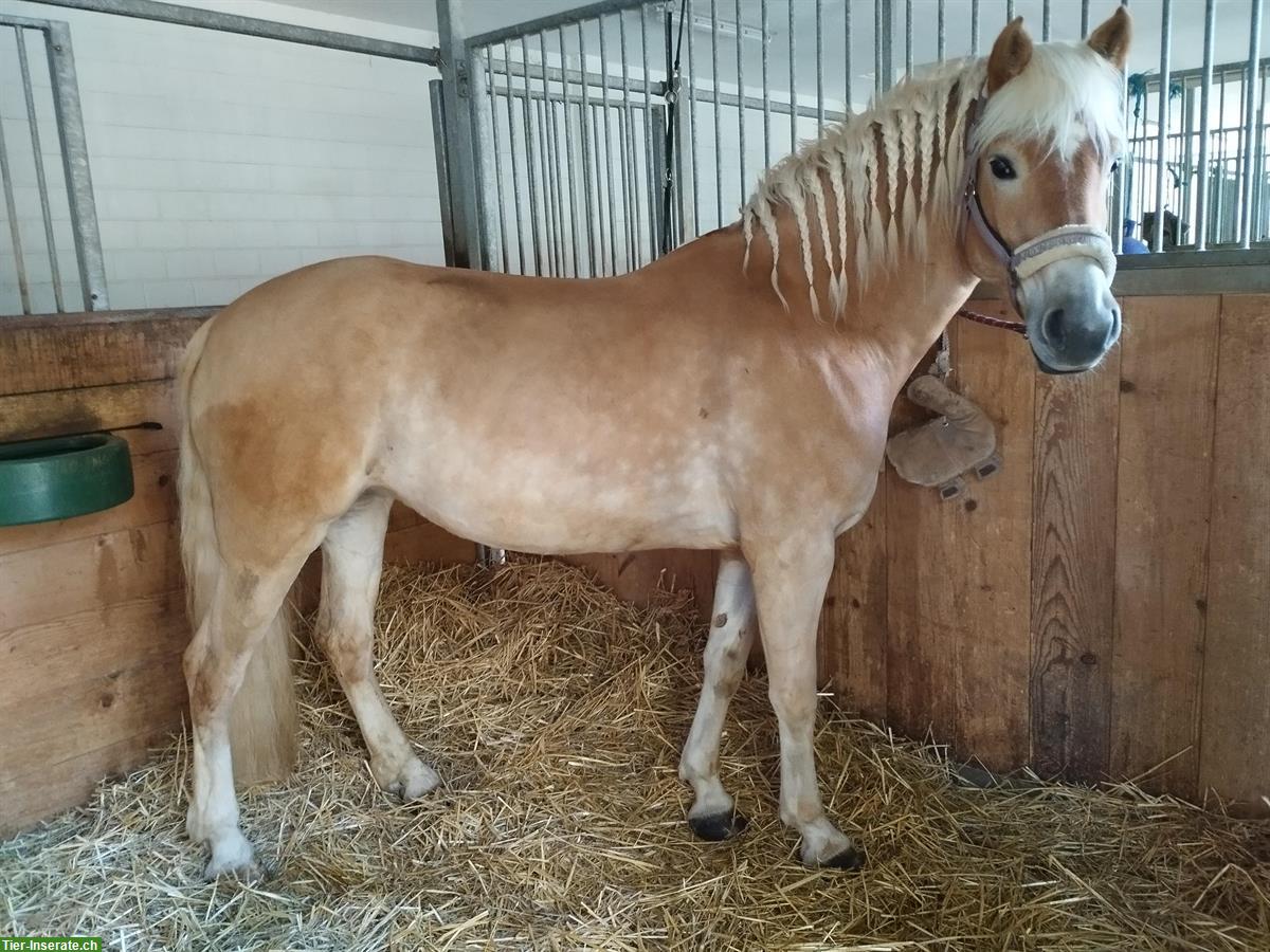 Bild 3: Biete Reitbeteiligung mit Springmöglichkeit, Oberbüren SG