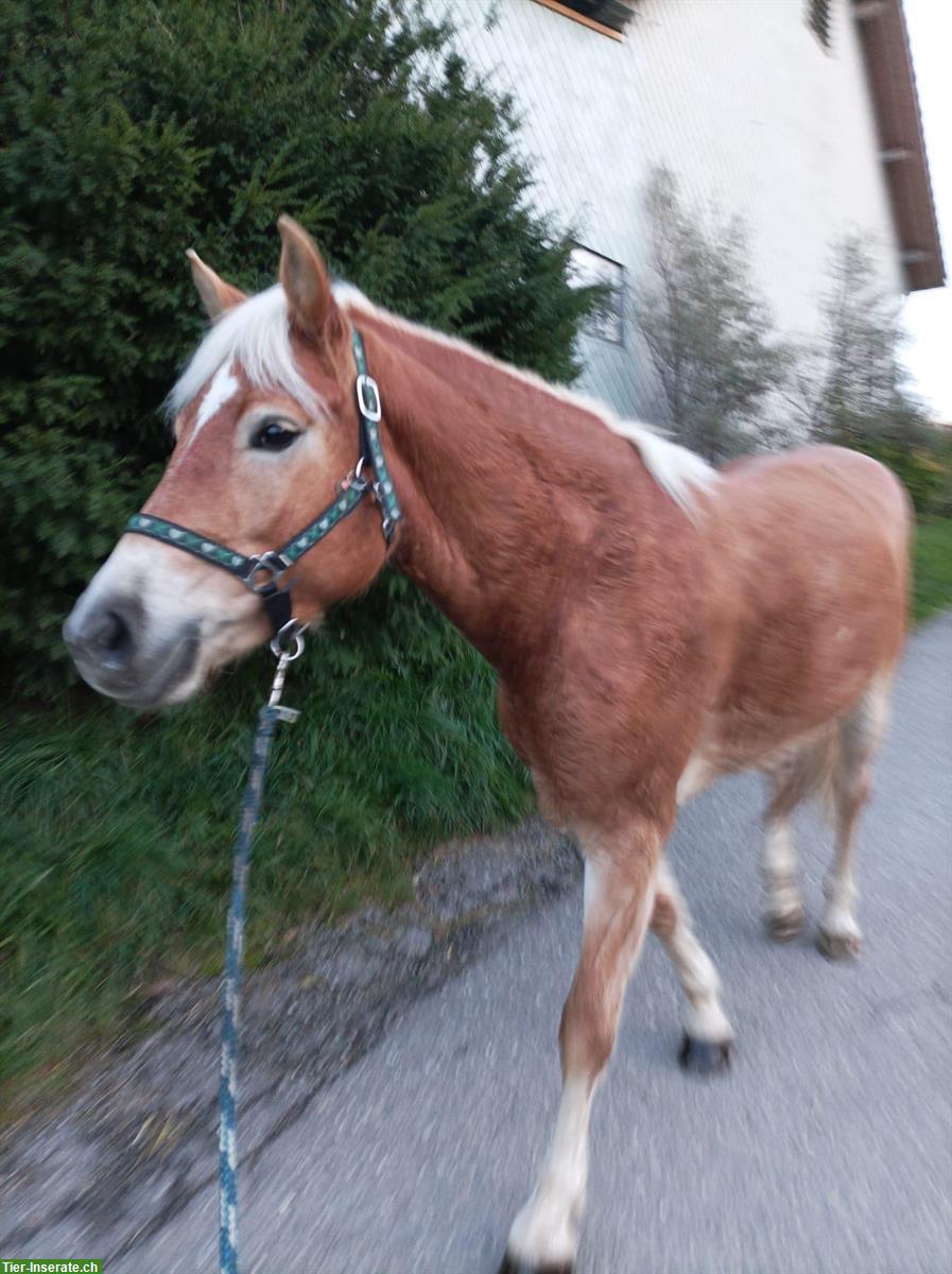 Bild 4: Biete Reitbeteiligung mit Springmöglichkeit, Oberbüren SG