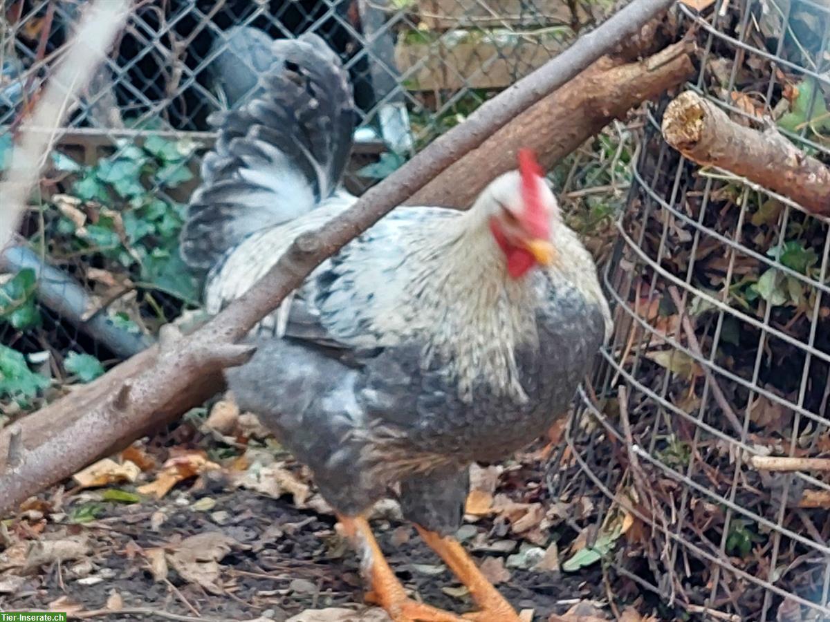 Bild 9: Schöne Rassen Güggel abzugeben