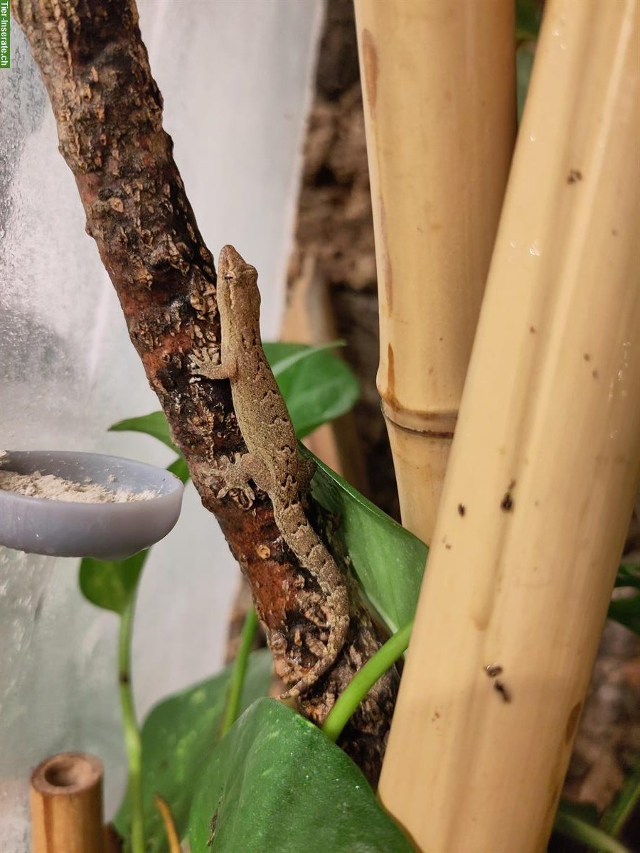 Bild 3: Jungferngeckos, Lepidodactylus lugubris mit Terrarium