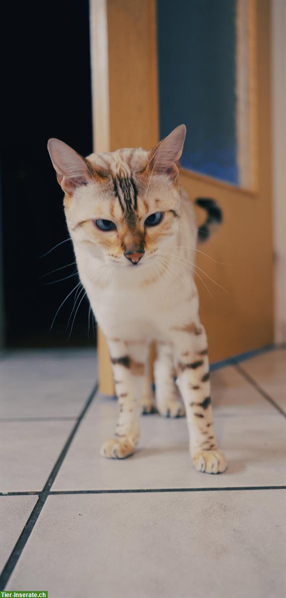 Bild 2: Bengal Kater, 5-jährig abzugeben