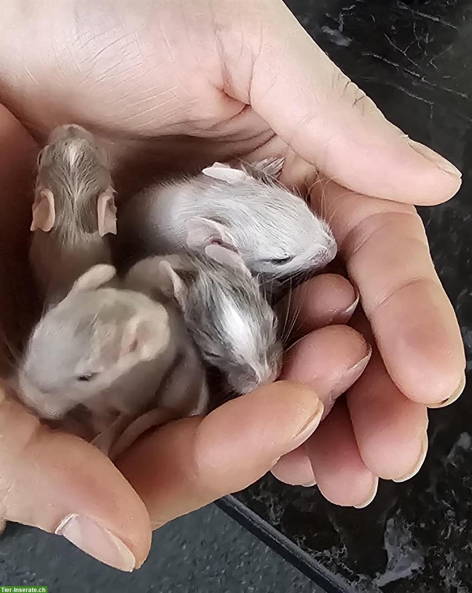 Bild 2: Wunderschöne Degus aus liebevoller kleiner Zucht