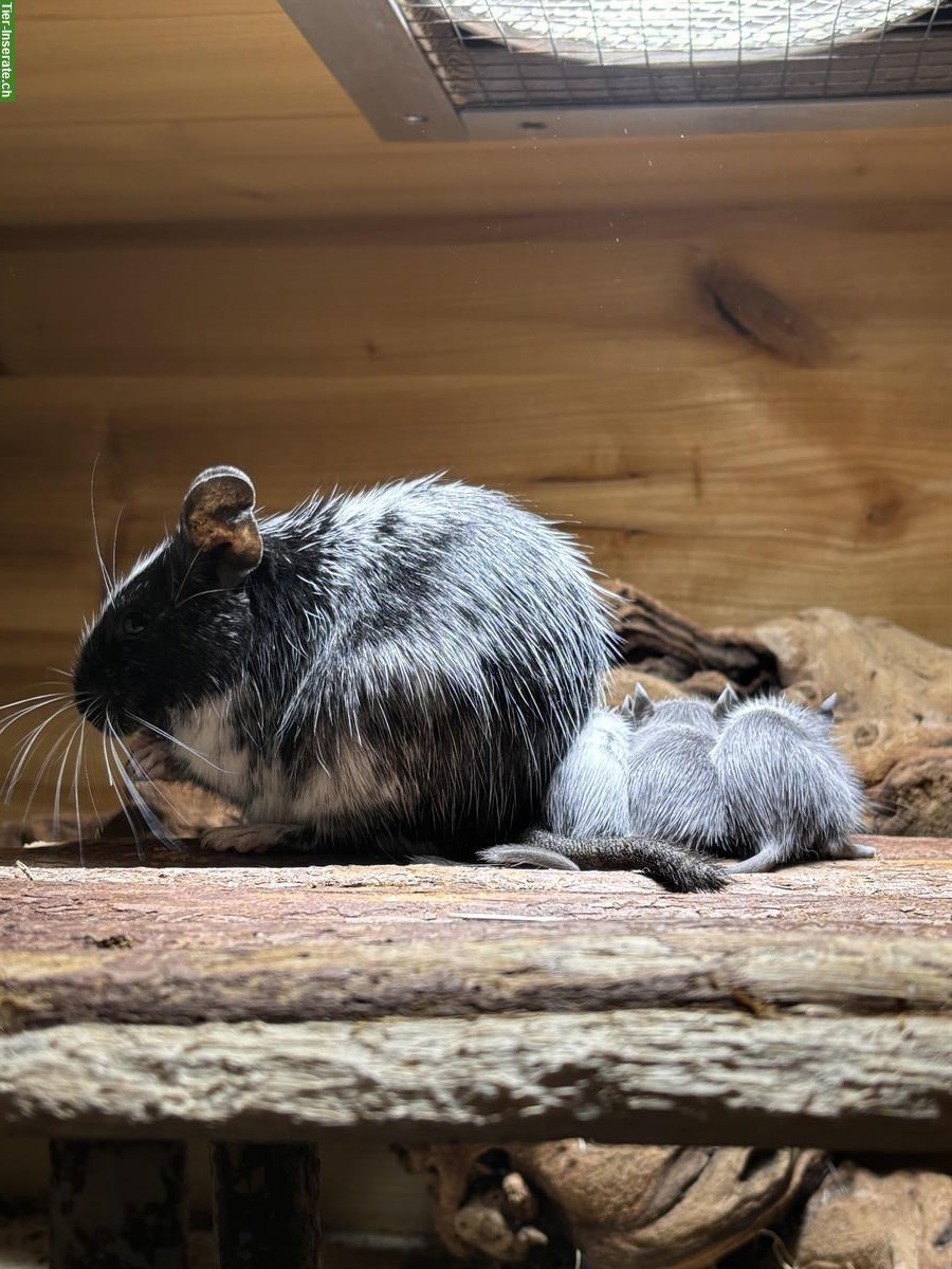 Bild 3: Wunderschöne Degus aus liebevoller kleiner Zucht