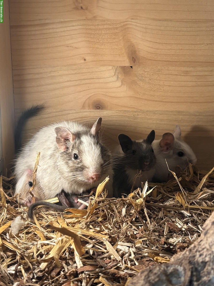 Bild 4: Wunderschöne Degus aus liebevoller kleiner Zucht