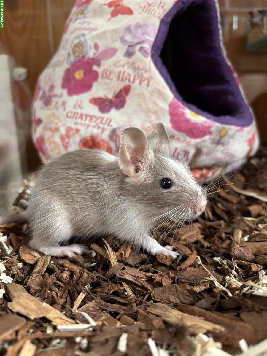 Bild 5: Wunderschöne Degus aus liebevoller kleiner Zucht