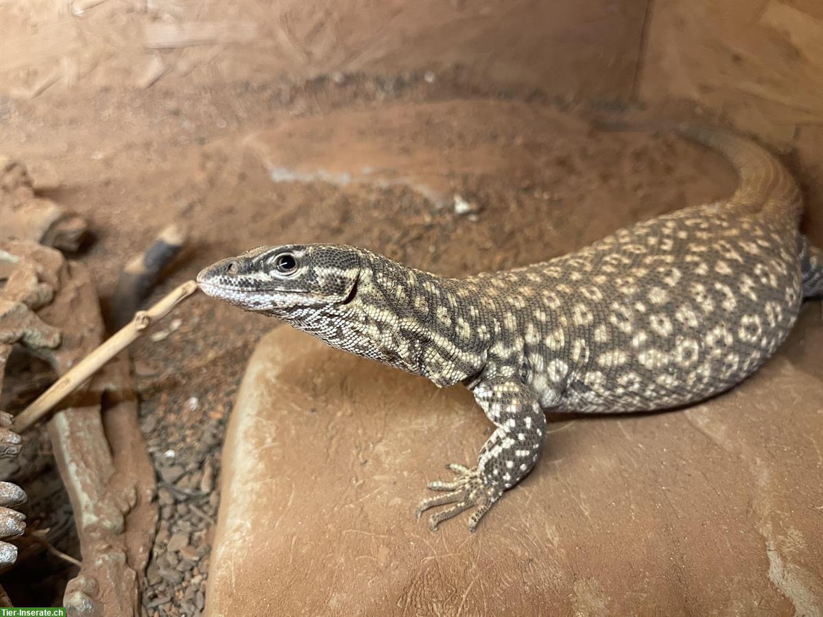 Varanus Acanthurus Waran + Terrarium mit Zubehör