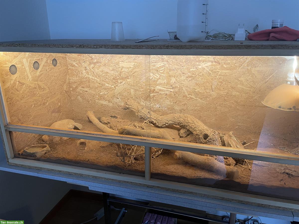 Bild 3: Varanus Acanthurus Waran + Terrarium mit Zubehör