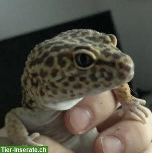 Leopardgecko + Terrarium mit Unterschrank und Zubehör