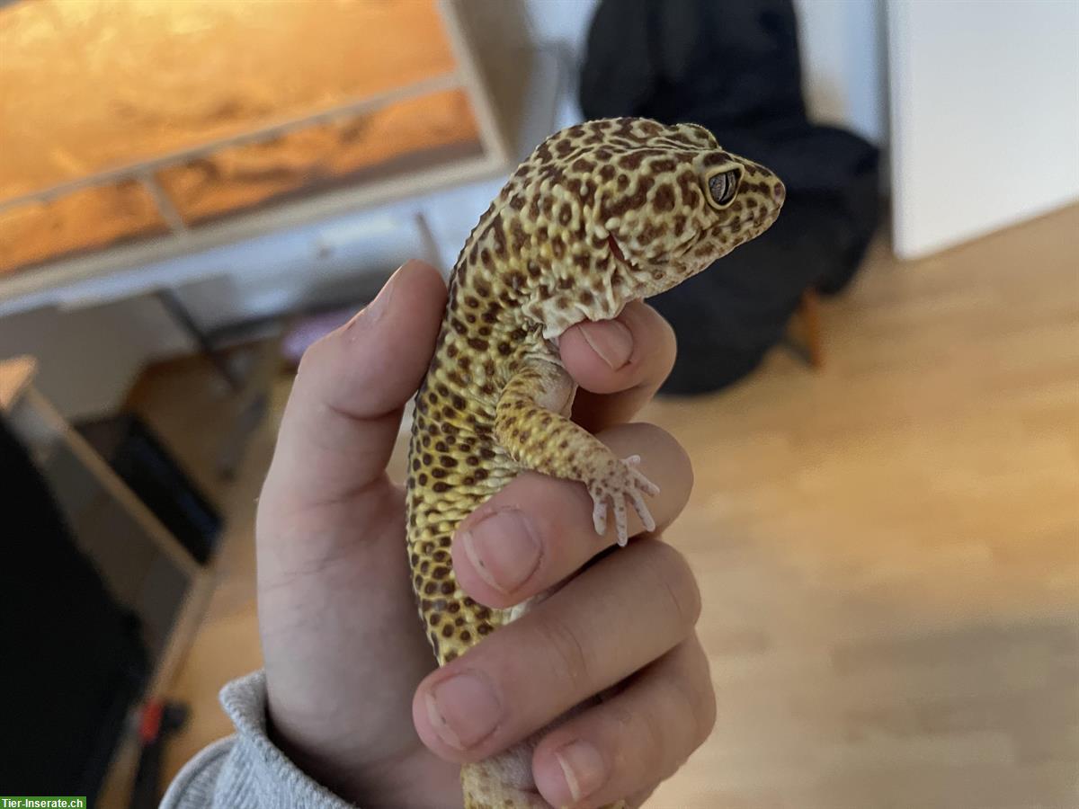 Bild 2: Leopardgecko + Terrarium mit Unterschrank und Zubehör