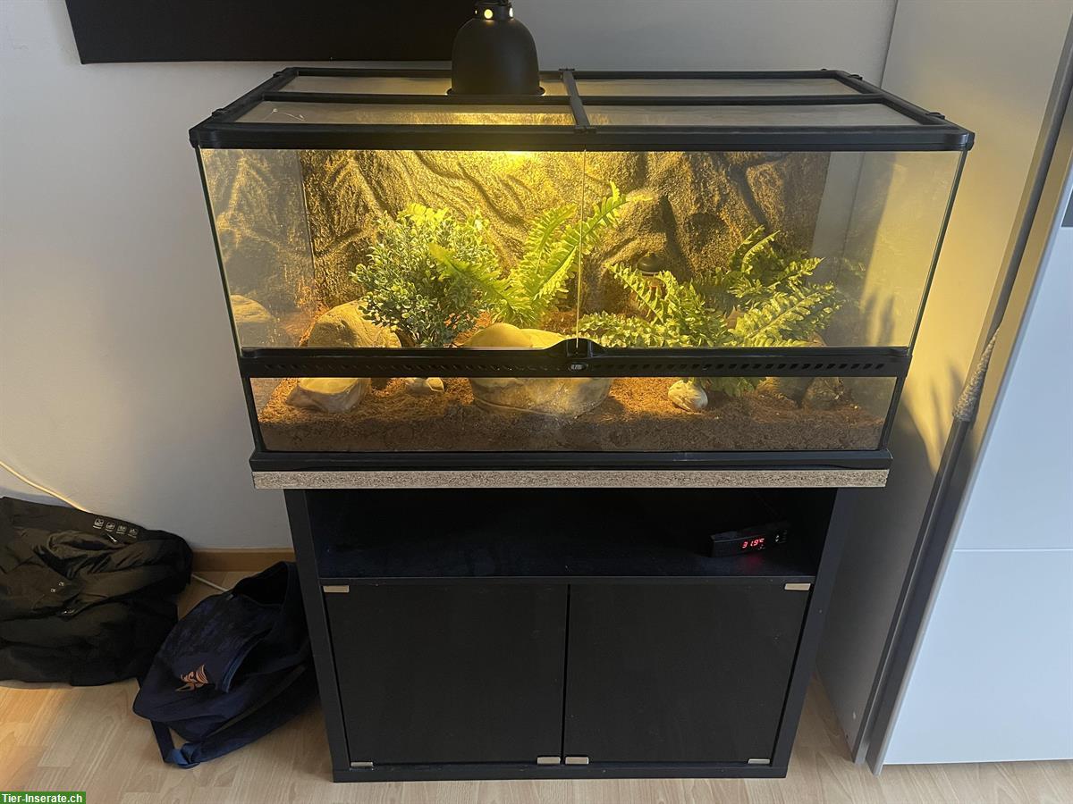 Bild 3: Leopardgecko + Terrarium mit Unterschrank und Zubehör