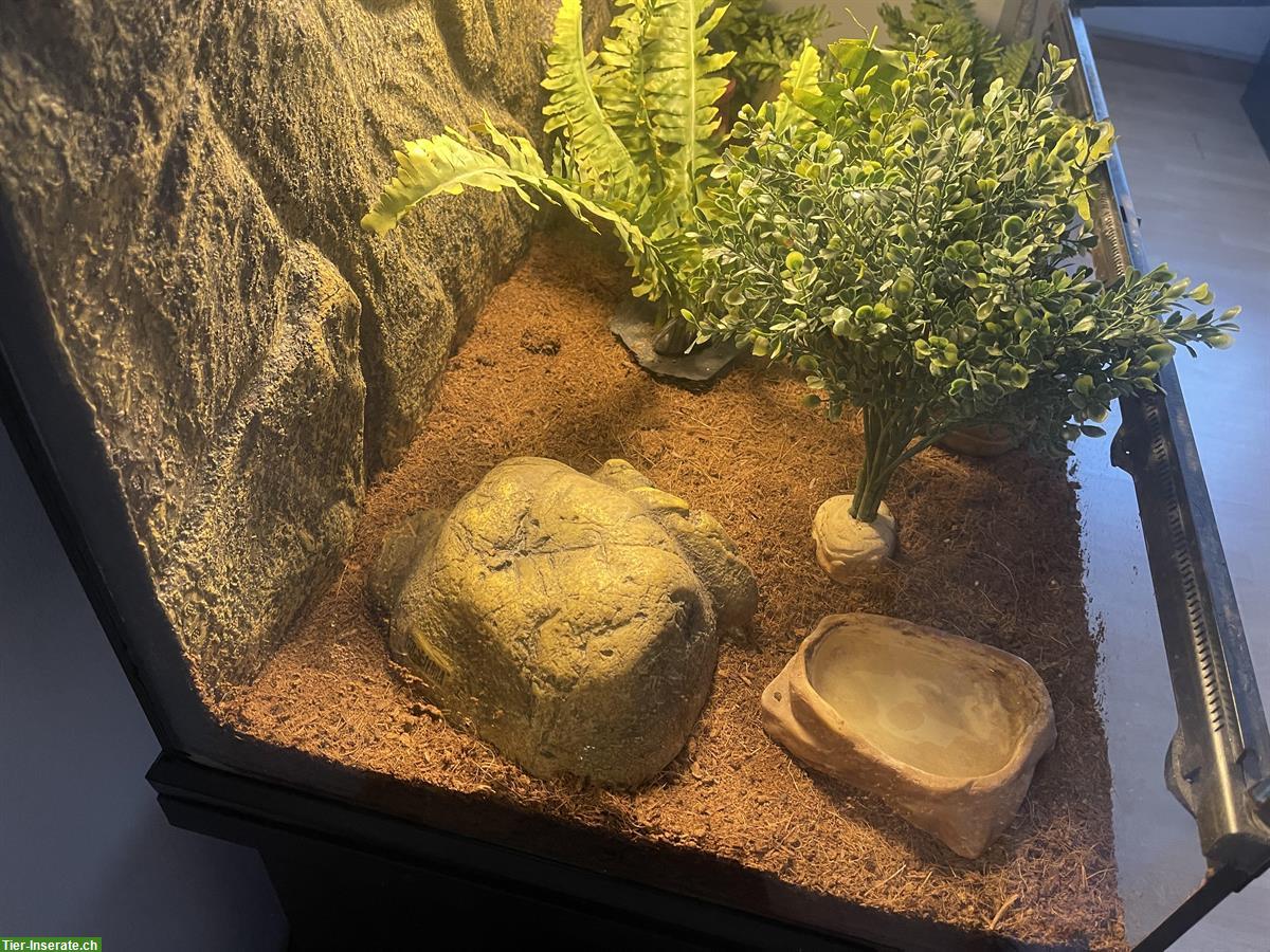 Bild 5: Leopardgecko + Terrarium mit Unterschrank und Zubehör