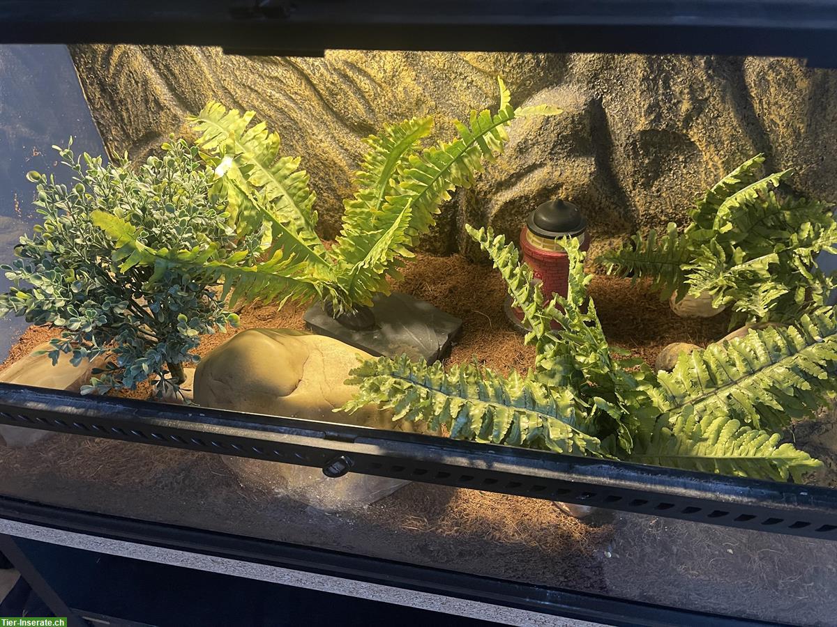 Bild 6: Leopardgecko + Terrarium mit Unterschrank und Zubehör