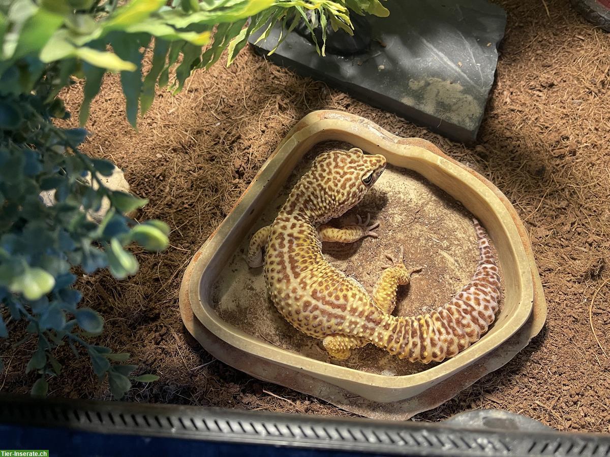 Bild 7: Leopardgecko + Terrarium mit Unterschrank und Zubehör