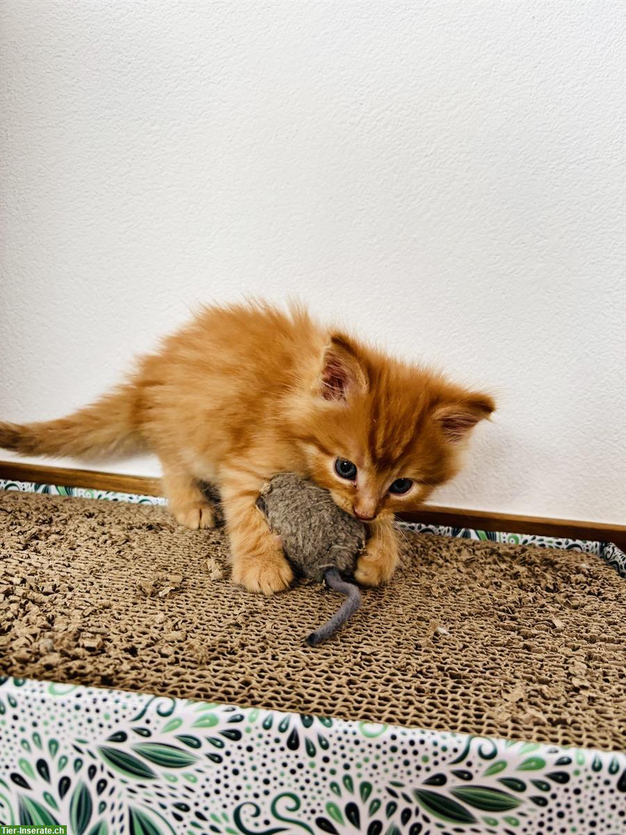 Bild 3: Maine Coon Mischling Kitten zu verkaufen