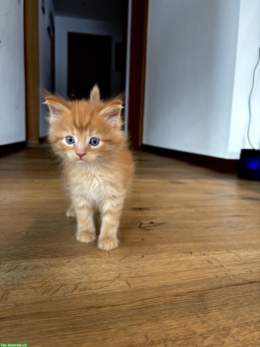 Bild 4: Maine Coon Mischling Kitten zu verkaufen