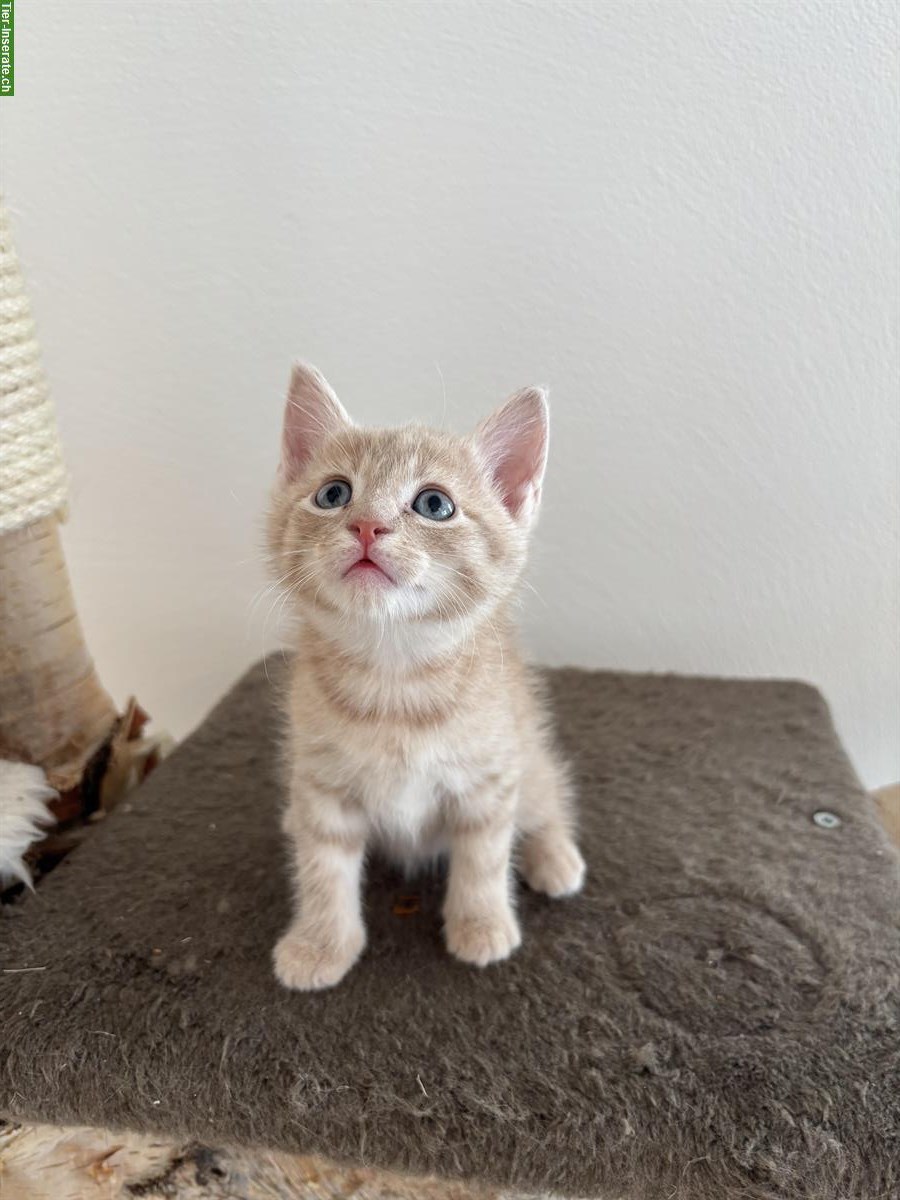 Bild 5: Maine Coon Mischling Kitten zu verkaufen