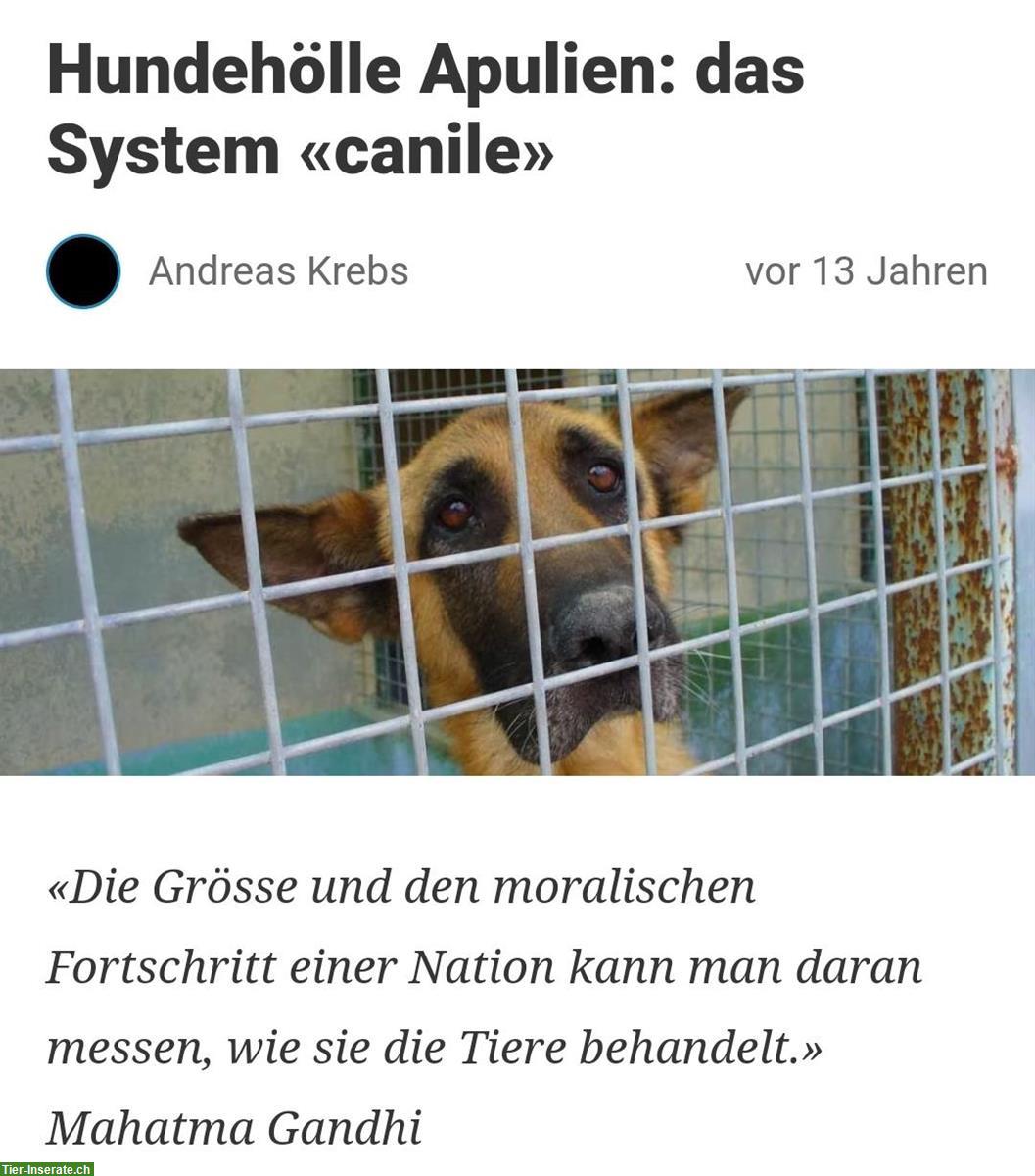 Bild 6: Heimatlose Hunde suchen dringend Hilfe!