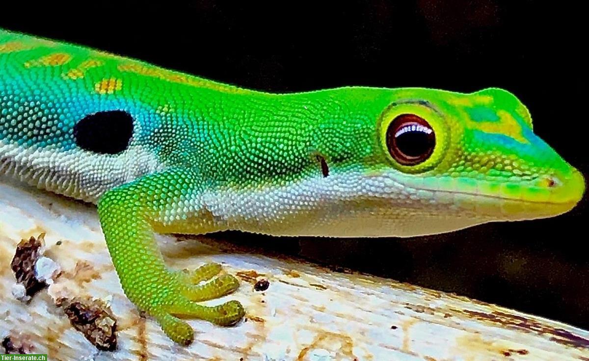 Phelsuma dorsivittata Nachzuchten zu verkaufen