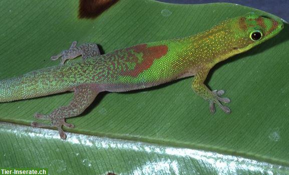 Bild 2: Phelsuma dorsivittata Nachzuchten zu verkaufen