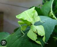 Suche Phyllium giganteum Eier, Jungtiere und Erwachsene