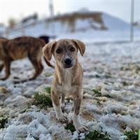 Rüde Sorin sucht seine Familie