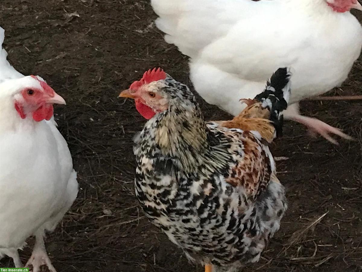 Bild 3: Hübscher Blumenhuhn Hahn aus Naturbrut