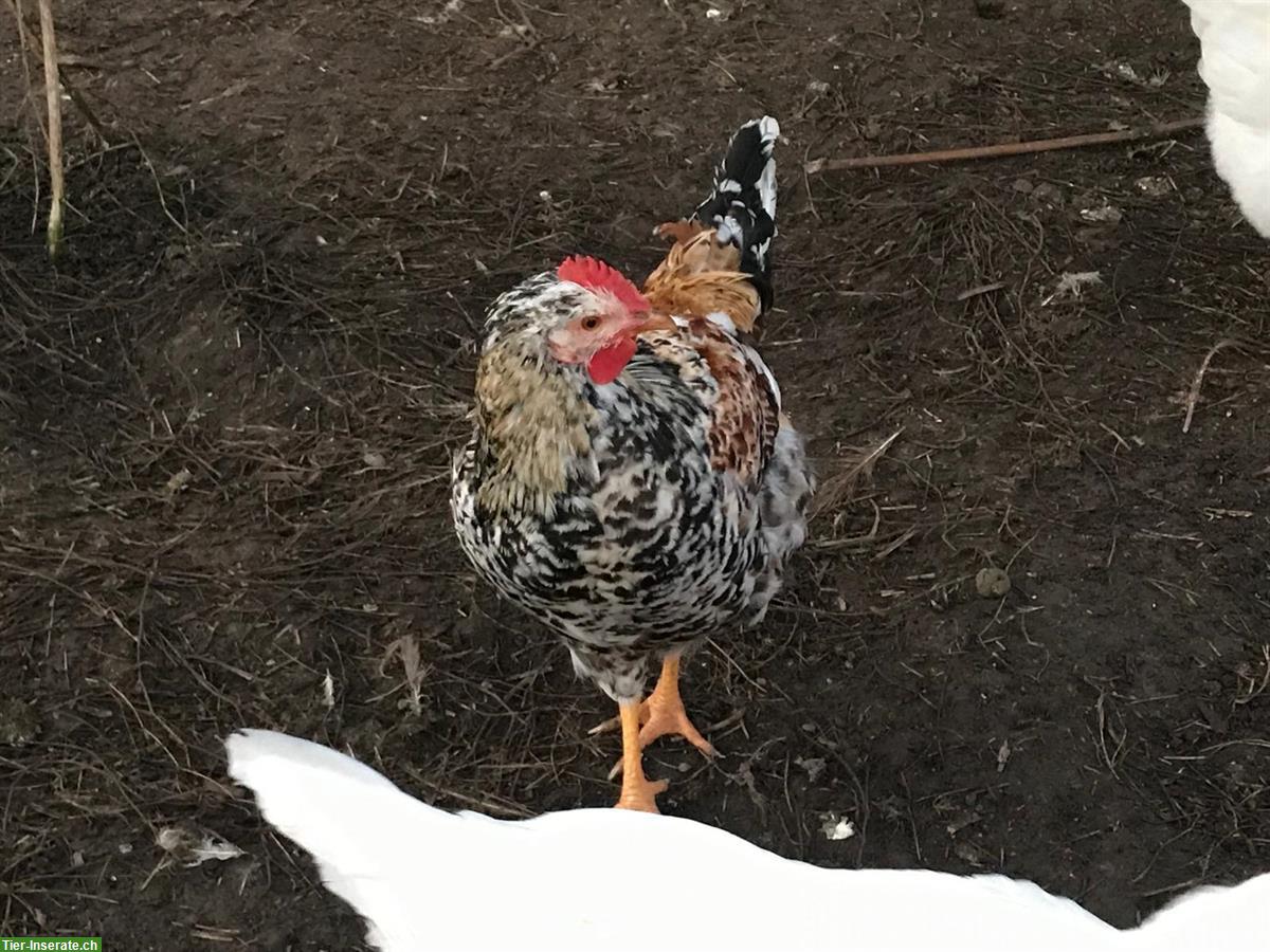 Bild 4: Hübscher Blumenhuhn Hahn aus Naturbrut