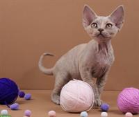 Wunderschönes Devon Rex Kätzchen in blau-tortie