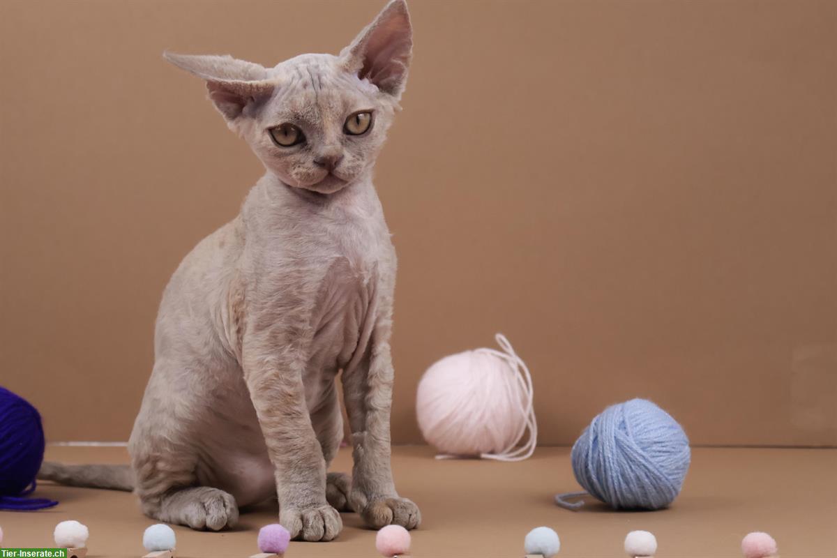 Bild 2: Wunderschönes Devon Rex Kätzchen in blau-tortie