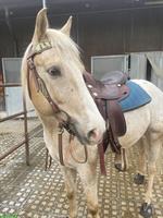 Biete Reitbeteiligung auf Appaloosa Wallach in Wallisellen