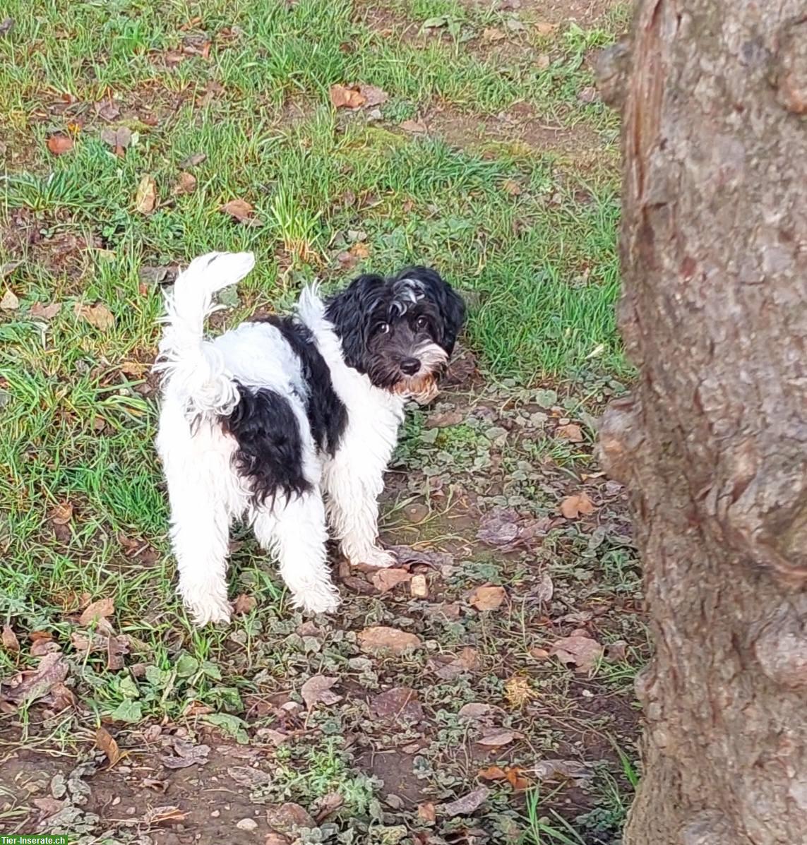 Bild 5: Australian Labradoodle Jung-Rüde sucht Für Immer Familie!