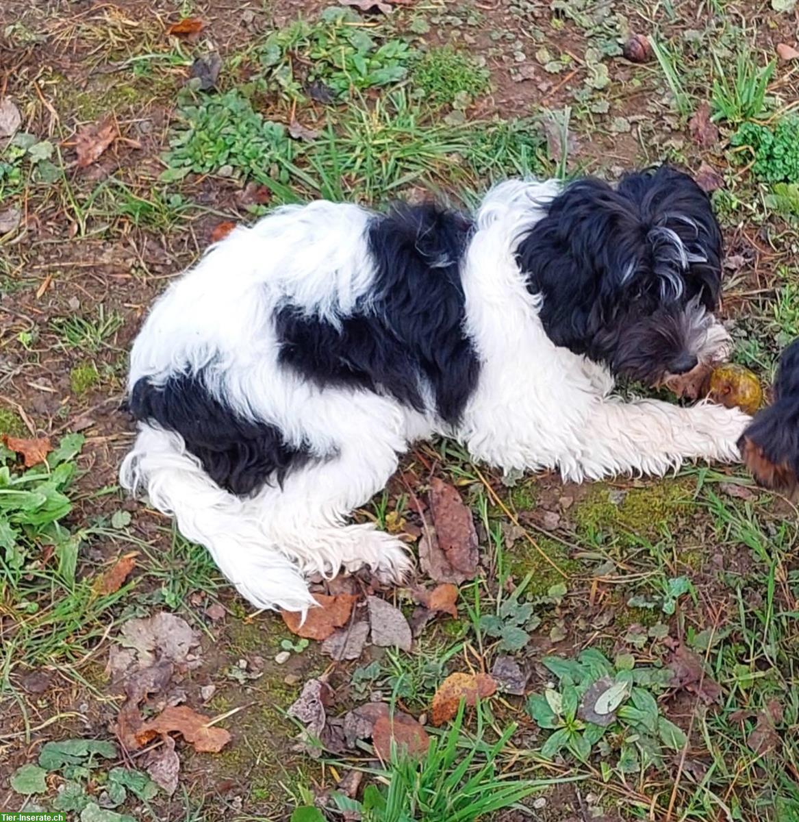 Bild 6: Australian Labradoodle Jung-Rüde sucht Für Immer Familie!