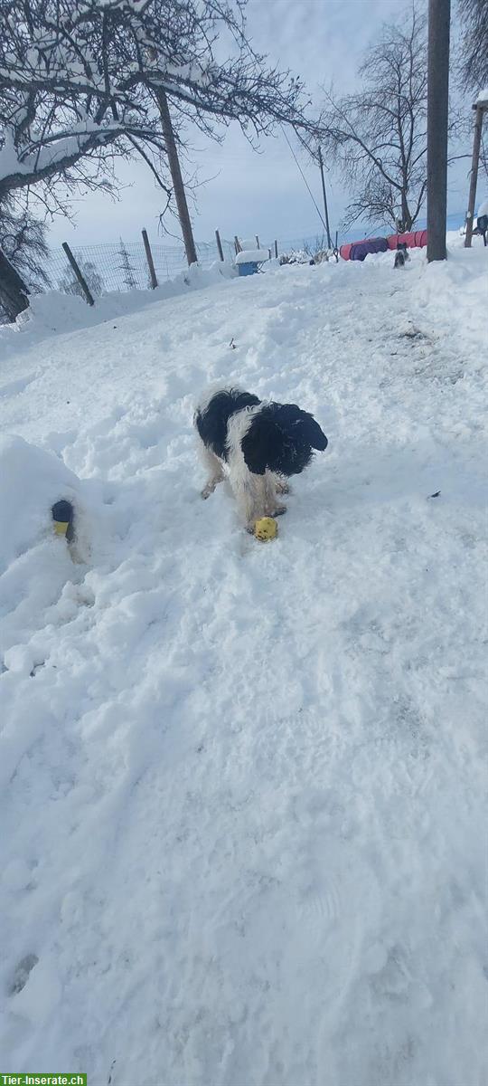 Bild 7: Australian Labradoodle Jung-Rüde sucht Für Immer Familie!