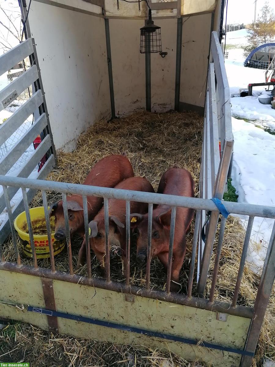 Bild 3: Duroc Jager zu verkaufen