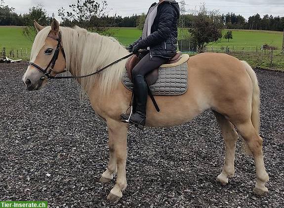 Haflinger Stute Ruby zu verkaufen