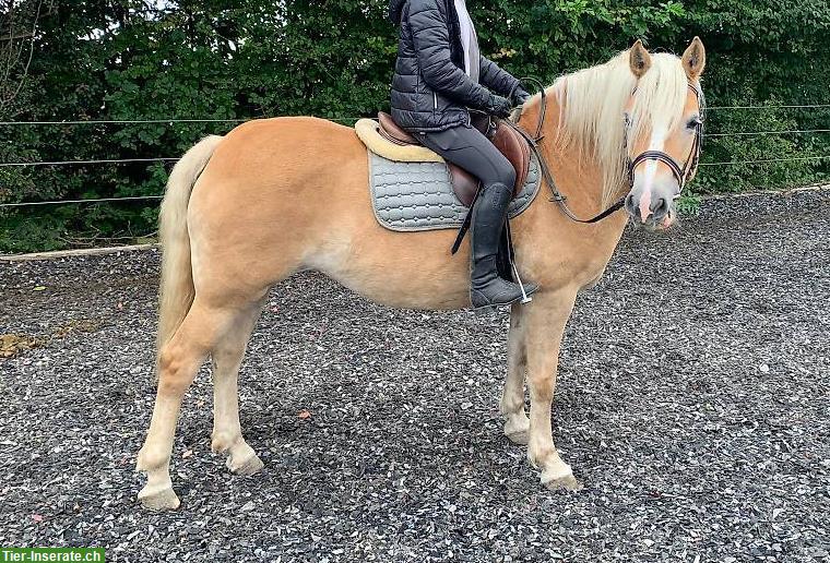 Bild 2: Haflinger Stute Ruby zu verkaufen