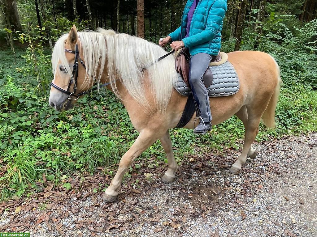 Bild 3: Haflinger Stute Ruby zu verkaufen