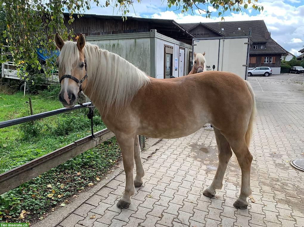 Bild 4: Haflinger Stute Ruby zu verkaufen