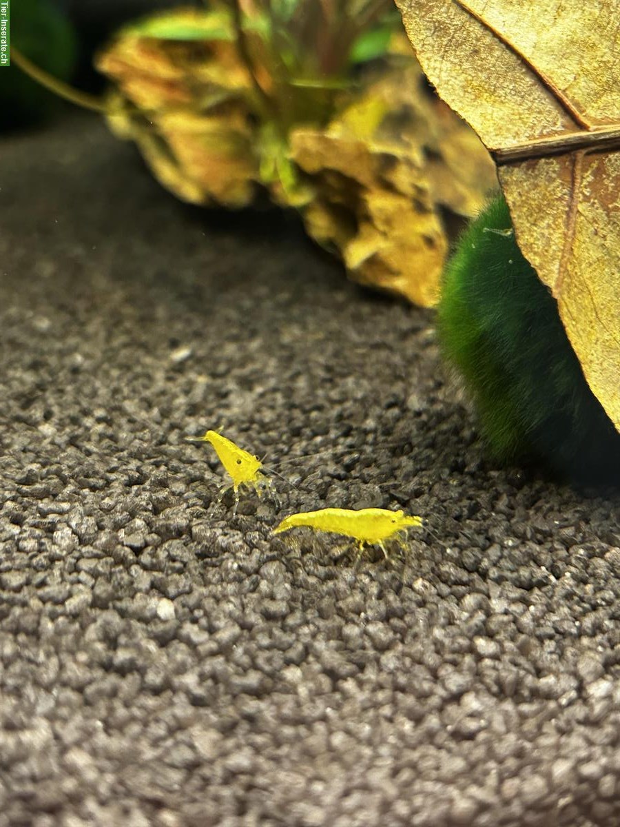 Neocaridina Zwerggarnelen in 7 Farben